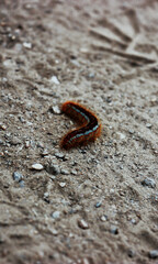 Bruco
Aosta 
ig:lucagonne_ph