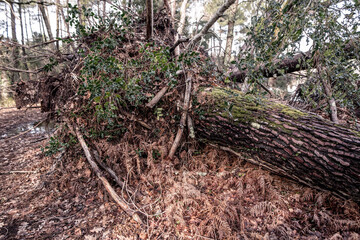 trees uprooted by a big storm