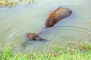 Buffalo foraging underwater in a freshwater lake.