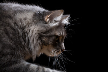 Portrait of a beautiful purebred cat on a black background.