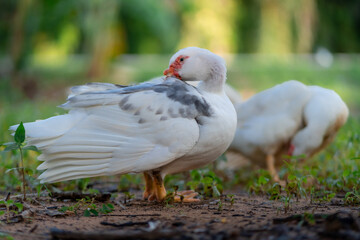 The duck want to play with water