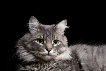 Portrait of a beautiful purebred cat on a black background.