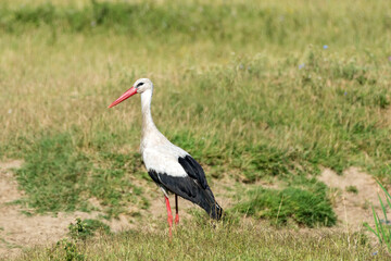 Ciconia ciconia - Barza alba - White stork