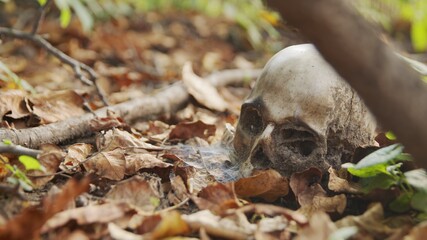 old skull on the ground covered with leaves