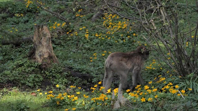 Young japan macaque monkey exploring western forrest