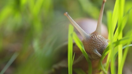 Snail on ground level macro photo