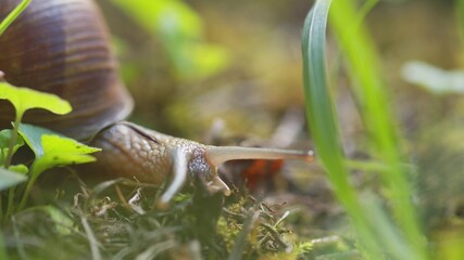 Snail on ground level macro photo