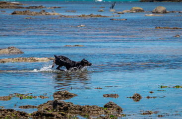 Cachorro tomando banho na praia 