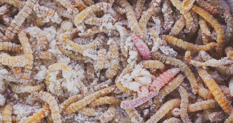 Abundance of worms as background texture closeup footage