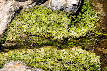 Contaminated water