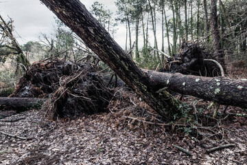 trees uprooted by a big storm