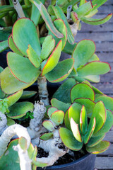 Cotyledon orbiculata plant in the garden