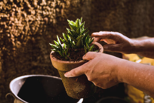 Cuidando das Plantas
