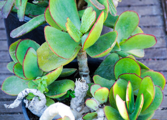 Cotyledon orbiculata plant in the garden - obrazy, fototapety, plakaty