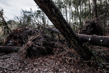 trees uprooted by a big storm