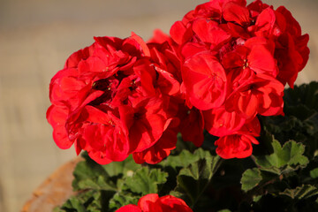 Pelargonium zonale plant in the garden