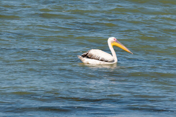 Pelecanus onocrotalus - Pelican comun - Great white pelican