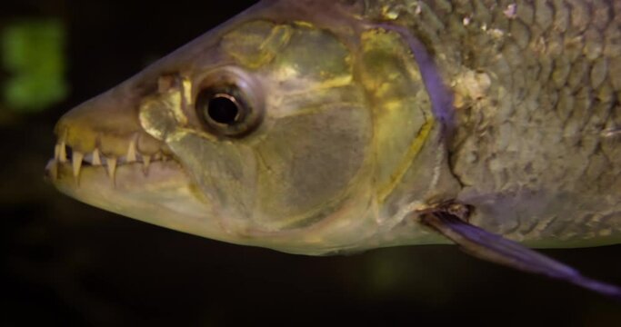 Hydrocynus Goliath, Also Known As The Goliath Tigerfish, Giant Tigerfish, Or Mbenga, Is A Very Large African Predatory Freshwater Fish Of The Family Alestidae.