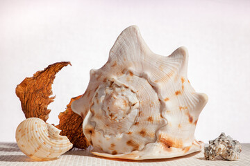 Sea shells  on white