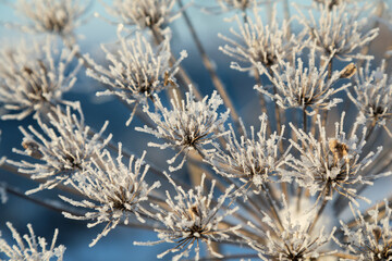 Umbelliferous plant cow-parsnip in winter