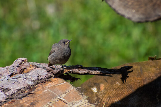 Phoenicurus ochruros - Codros de munte - Black redstart
