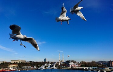 Fototapeta na wymiar Flying seagulls over sea in Istanbul, Turkey. Motion blur. Selective focus.
