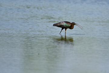 Plegadis falcinellus - Tiganus - Glossy ibis