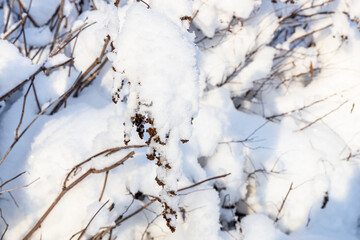 snowbound twig of hedge close up in village in cold sunny winter evening (focus on twig on foreground)