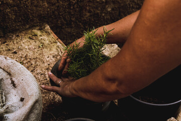 Replantando muda de alecrim 