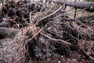 trees uprooted by a big storm