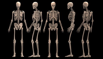 3d renderings of human skeleton

