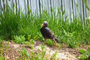 Sturnus vulgaris - Graur - Common starling