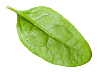 Naklejka na ściany i meble single natural green leaf of Spinach leafy vegetable isolated on white background
