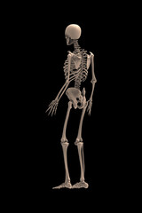 3d renderings of human skeleton