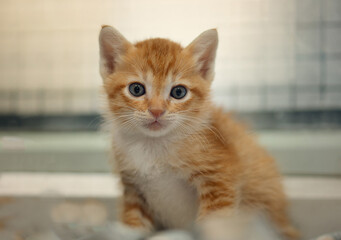 Orange and white Thai kitten, 1 month old