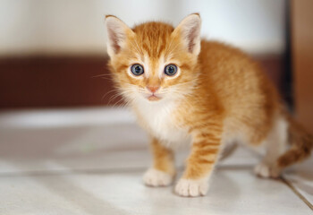 Orange and white Thai kitten, 1 month old