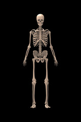 3d renderings of human skeleton

