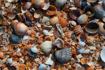 Fototapeta seashells by the seashore obraz