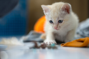 White kitten, 1 month old, standing in the house.