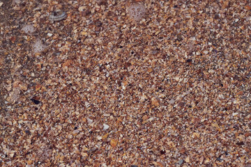 Seaside. Sea bottom. Shell rock.