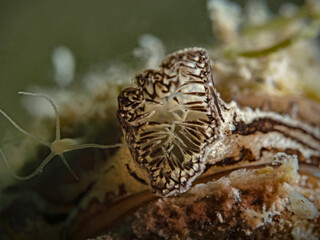 Sipho of a zebra mussel (Dreisena polymorpha)