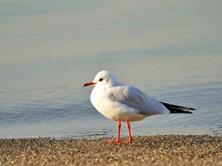 ユリカモメ1