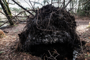 trees uprooted by a big storm