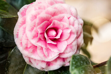 Obraz premium beautiful japanese camellia flower in macro