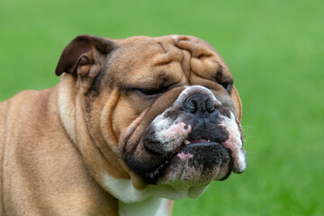 Bulldog