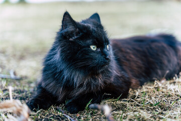 Majestic Looking Black Cat Lying Down on Grass - Close up