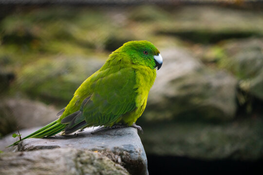 Close-up Of Antipodes Island Parakeet Captive At Te Anau Bird Sanctuary, New Zealand