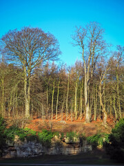 Obraz premium Bare winter trees and vegetation in a wood on a sunny day with a clear blue sky in North Yorkshire, England