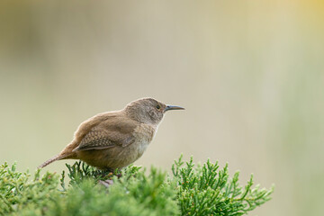 The Cobb's Wren (Troglodytes cobbi) is unique to the Falkland Islands.