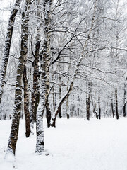 snow-covered meadow and birch trees in snowy city park on overcast winter day